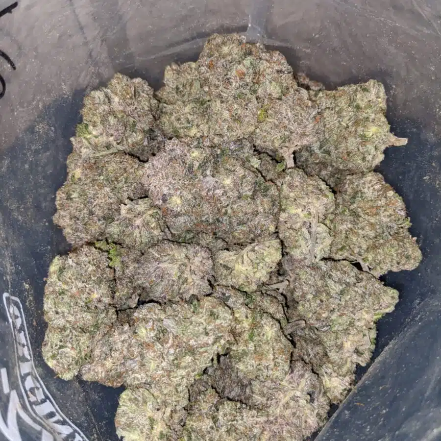 TUNA KUSH 1 I Khalifa Kush #2