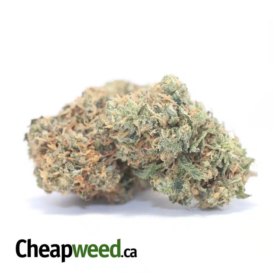 UBC CHEMO 3 1 I UBC Chemo