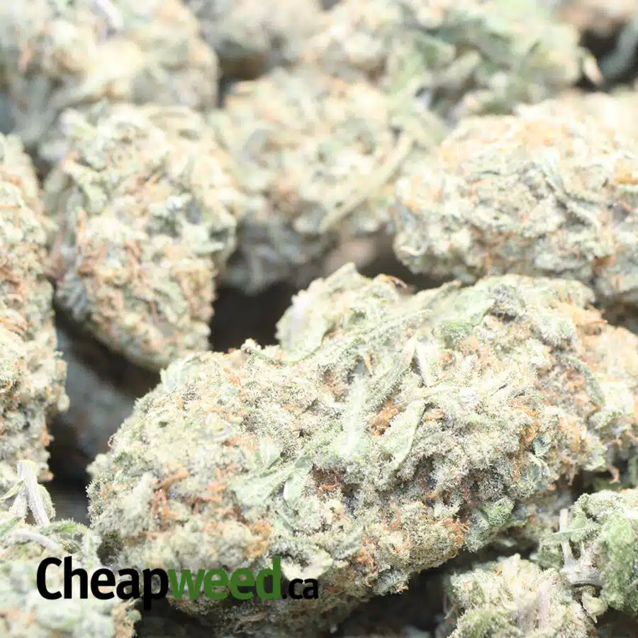 WHITE COOKIES 1 I White Cookies