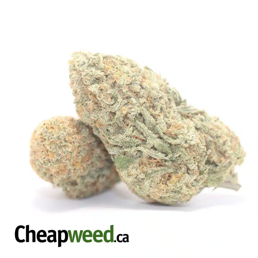 WHITE COOKIES 3 I White Cookies