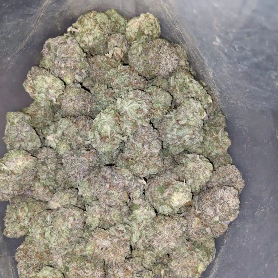 WhatsApp Image 2022 12 26 at 1.13.33 PM I Tony's Purple Hindu Kush
