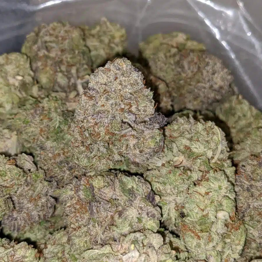 WhatsApp Image 2022 12 26 at 1.13.34 PM 1 I Tony's Purple Hindu Kush