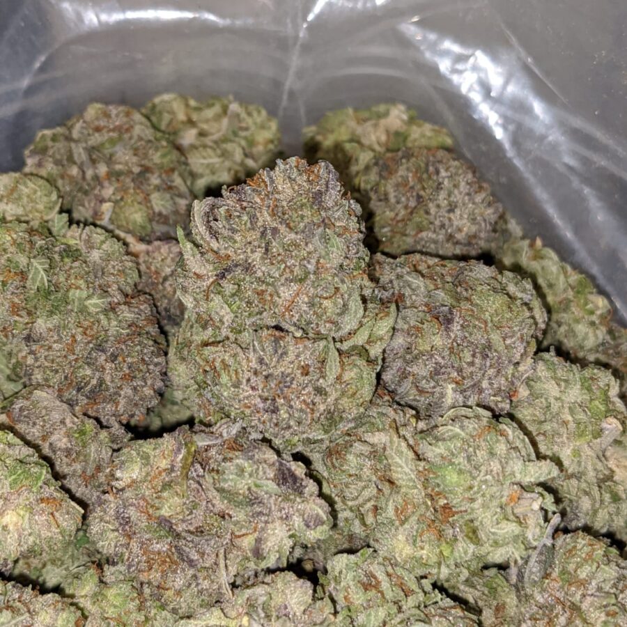 WhatsApp Image 2022 12 26 at 1.13.34 PM 2 I Tony's Purple Hindu Kush