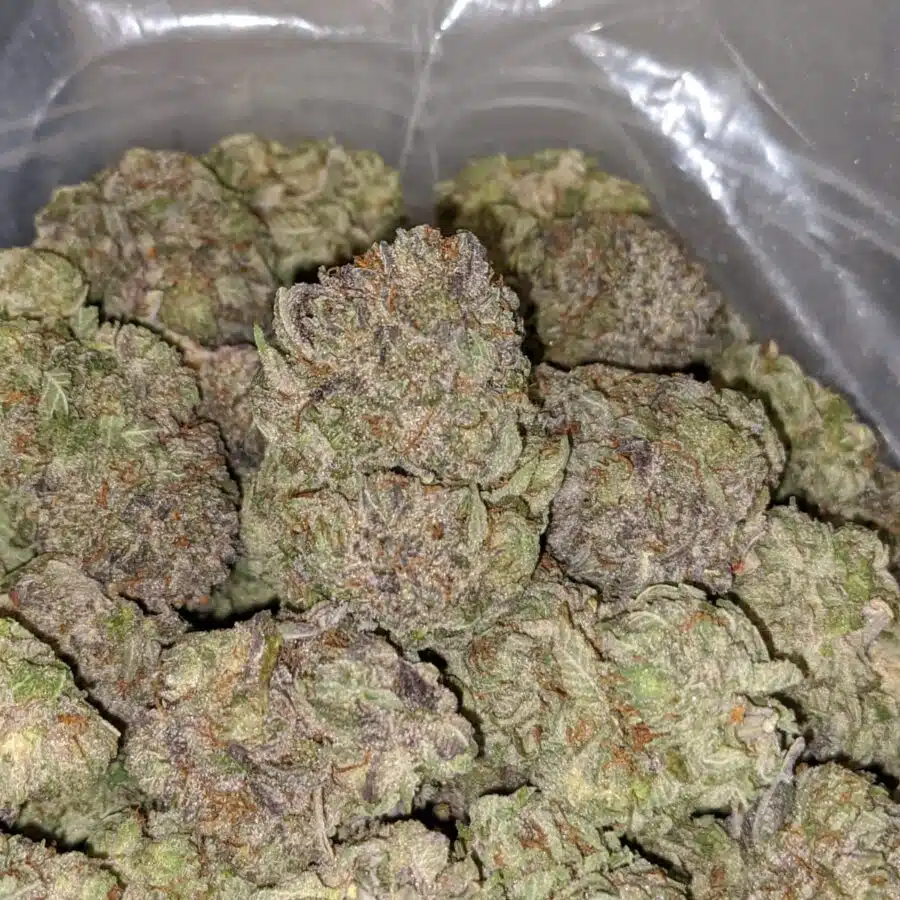 WhatsApp Image 2022 12 26 at 1.13.34 PM 2 I Tony's Purple Hindu Kush