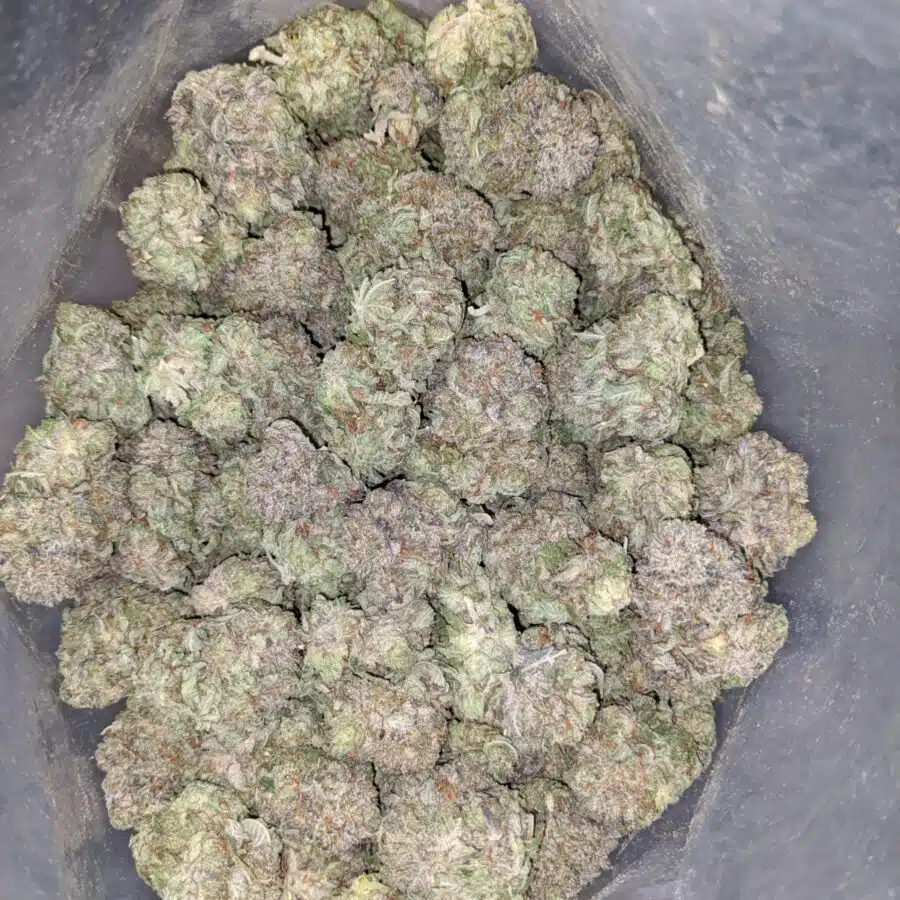 WhatsApp Image 2022 12 26 at 1.13.34 PM I Tony's Purple Hindu Kush