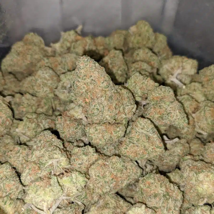 WhatsApp Image 2022 12 26 at 1.15.16 PM 2 I Zombie Kush
