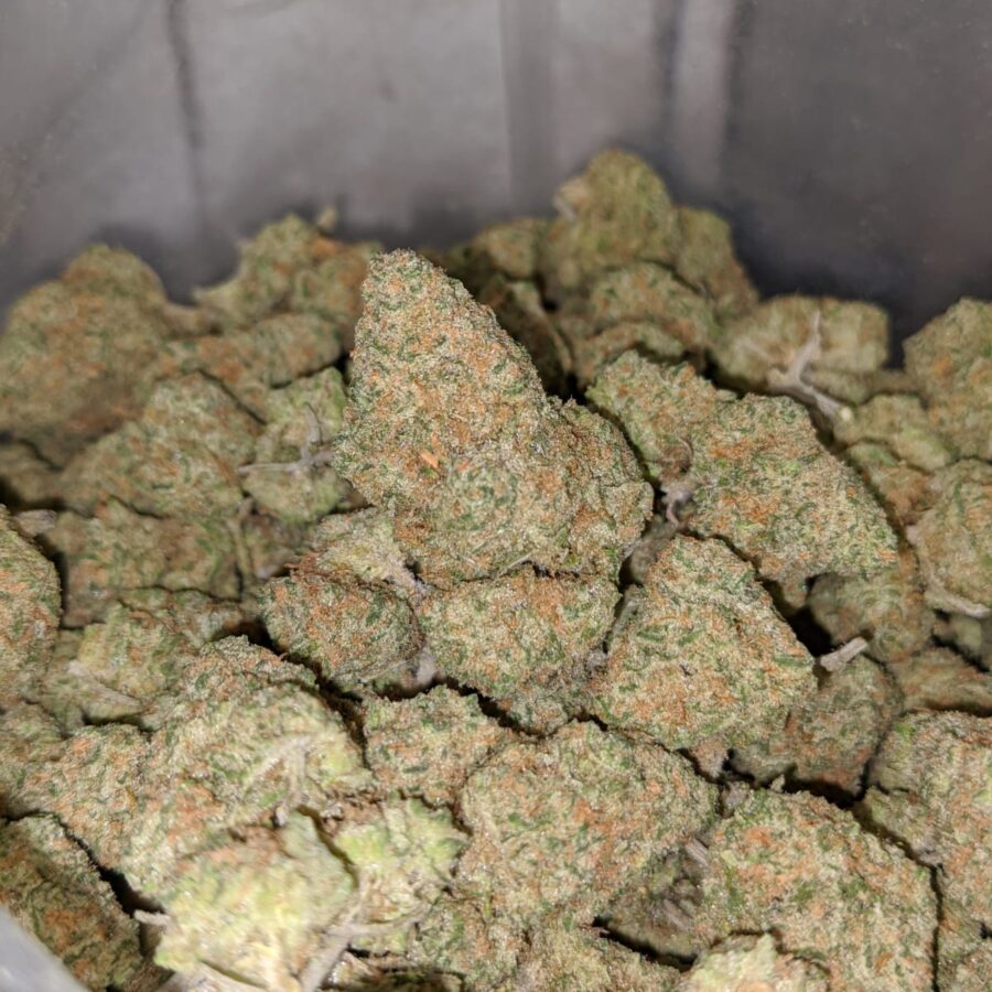 WhatsApp Image 2022 12 26 at 1.15.17 PM I Zombie Kush