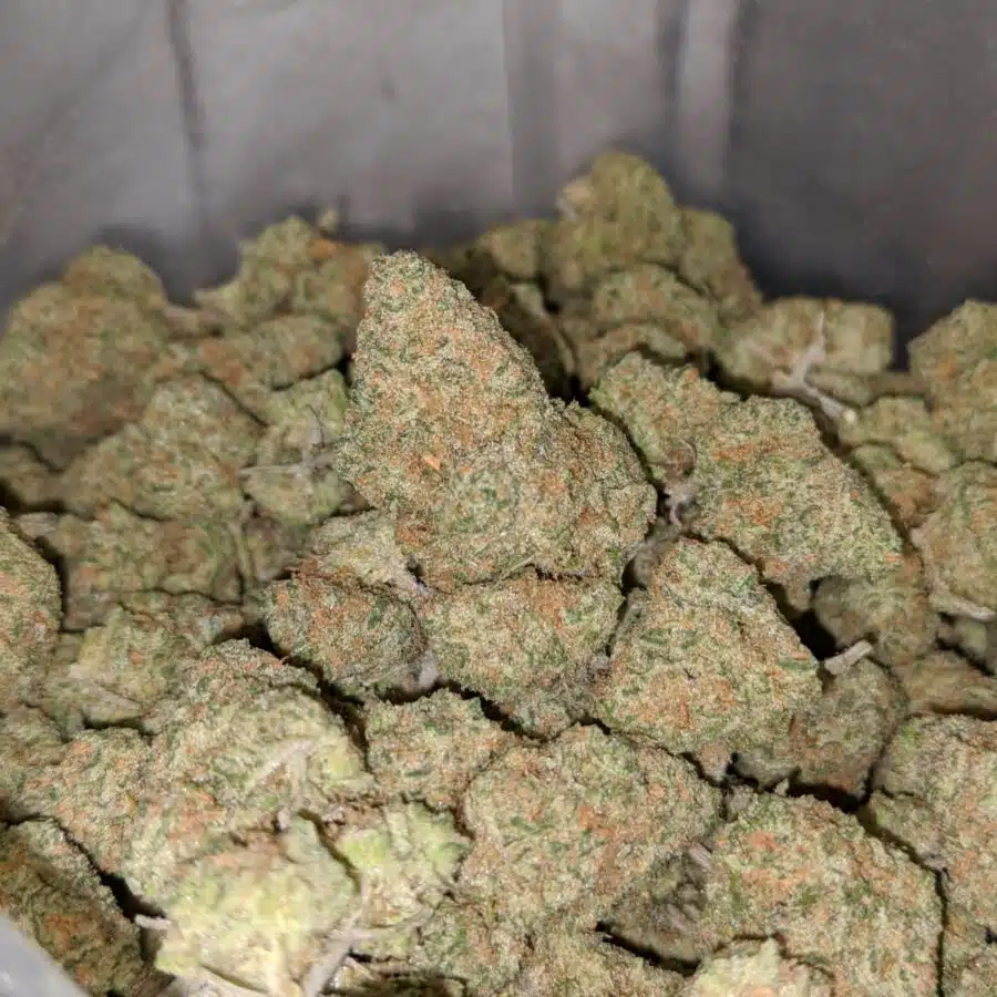 WhatsApp Image 2022 12 26 at 1.15.17 PM I Zombie Kush