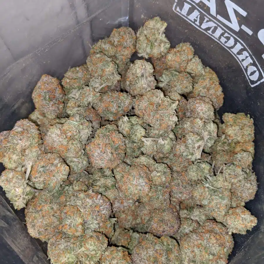 california dream 4 I $65 Oz - California Dream