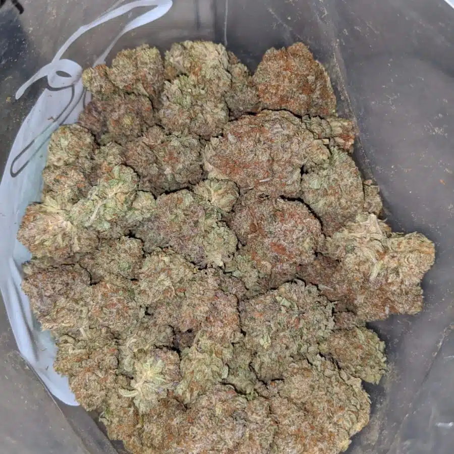 emmas BUBBA KUSH 1 I Emma's Bubba Kush