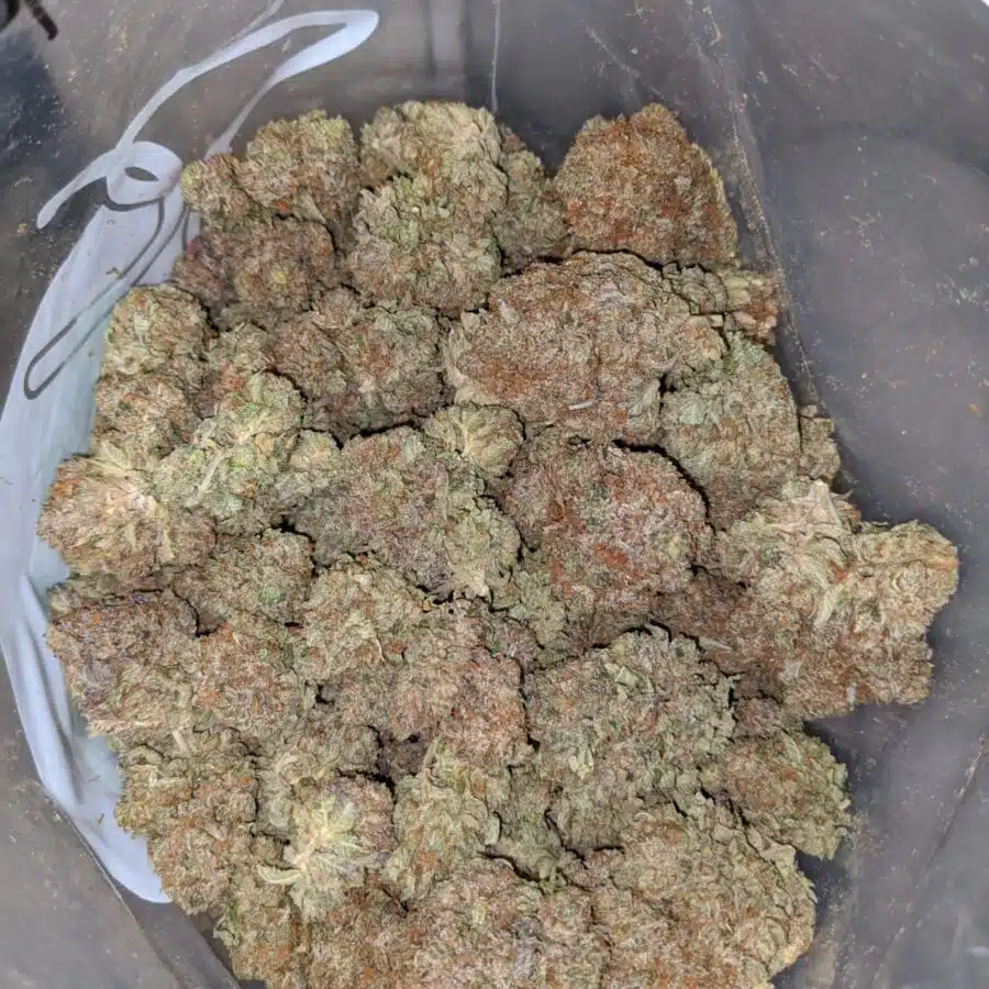 emmas BUBBA KUSH 4 I Emma's Bubba Kush