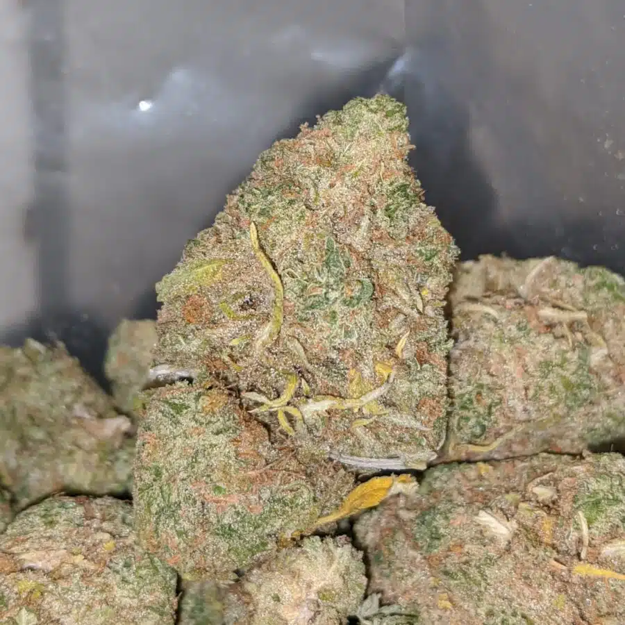 emmas girl scout cookies 1 I Emma's Girl Scout Cookies