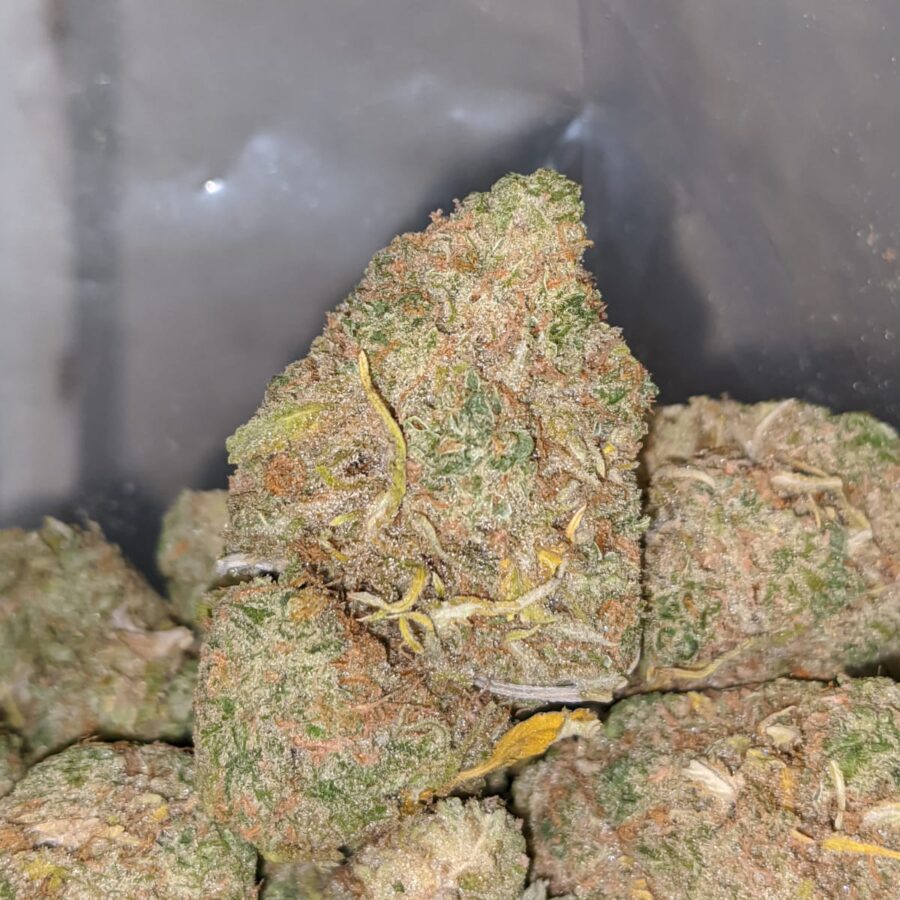 emmas girl scout cookies 2 I Emma's Girl Scout Cookies