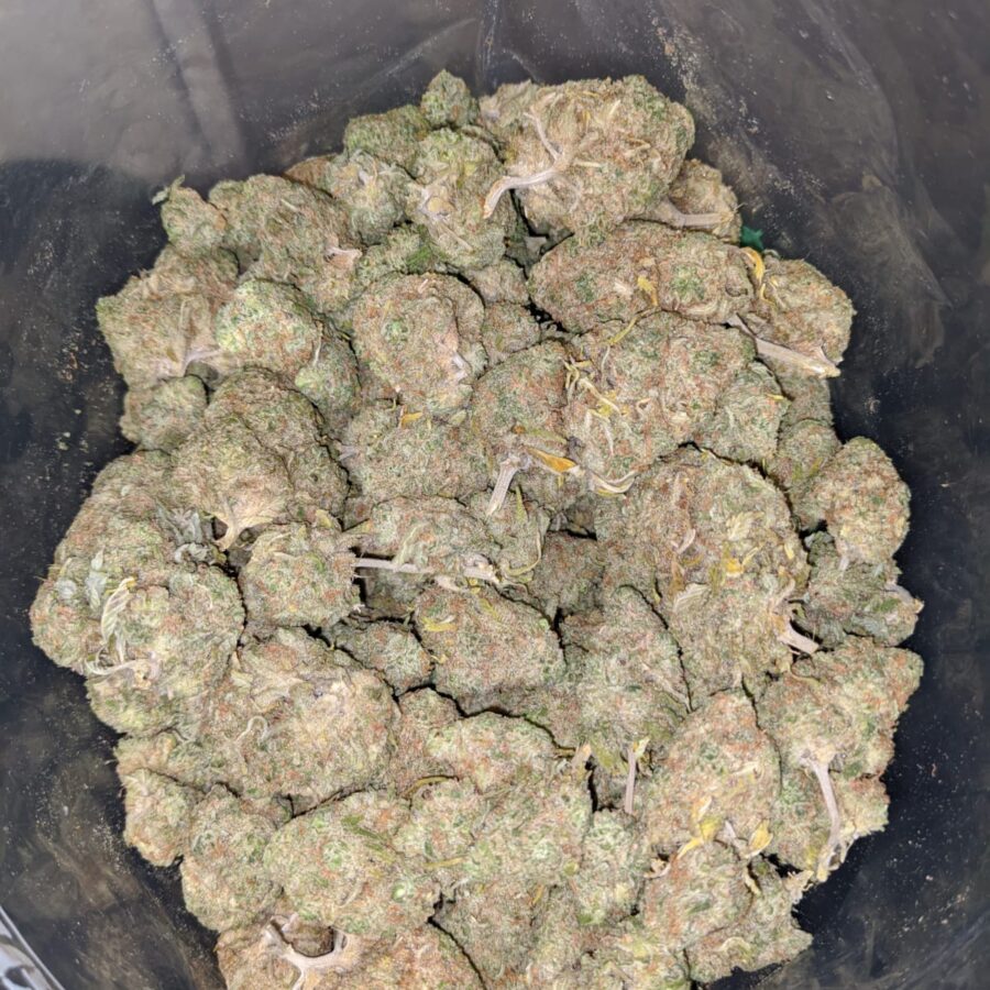 emmas girl scout cookies 3 I Emma's Girl Scout Cookies