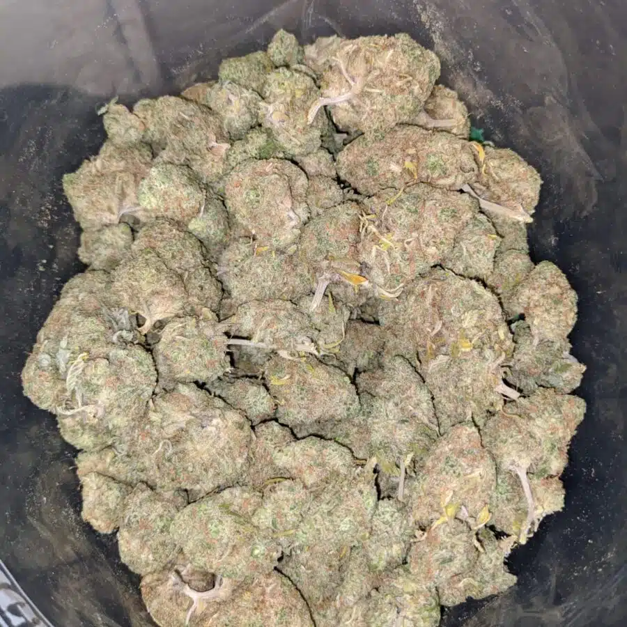 emmas girl scout cookies 4 I Emma's Girl Scout Cookies