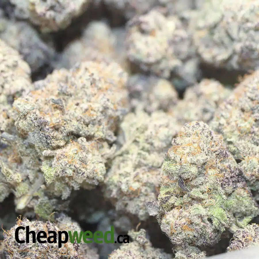 grape ape 1 I Grape Ape AAAA
