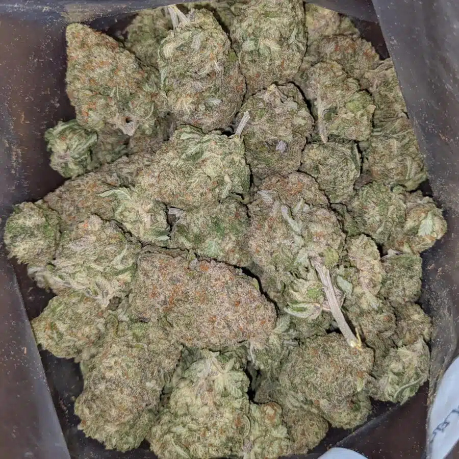 green nuken 1 I Green Nuken #2