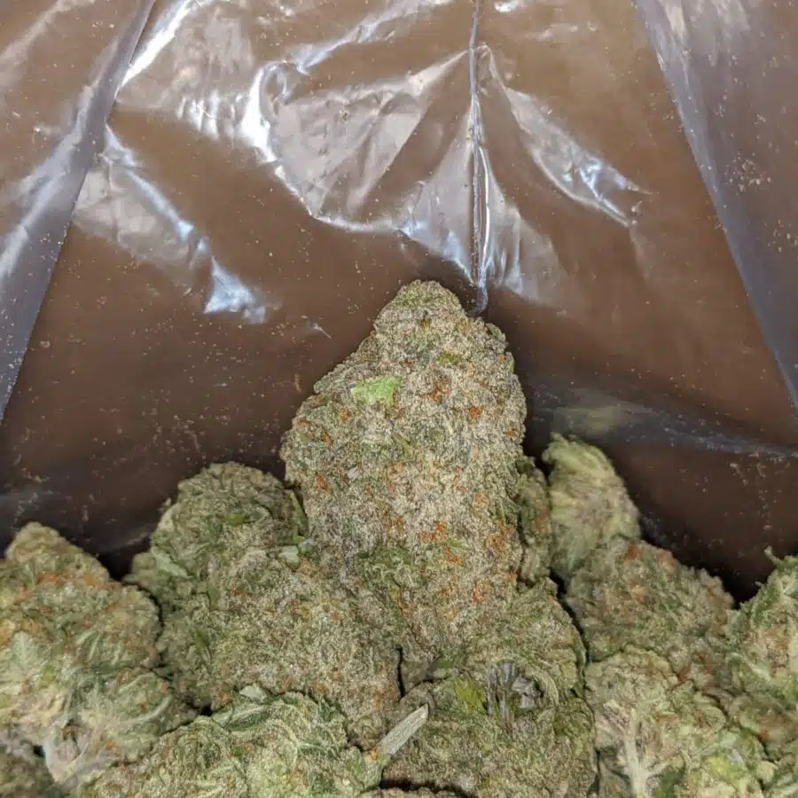 green nuken 3 I Green Nuken #2