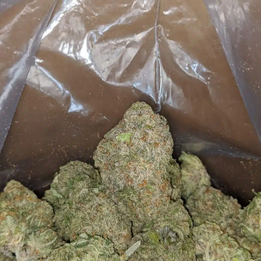 green nuken 4 I Green Nuken #2