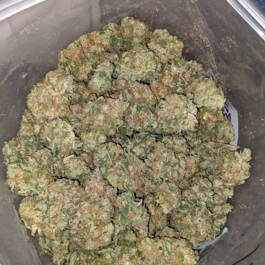 kosher kush 3 I Kosher Kush