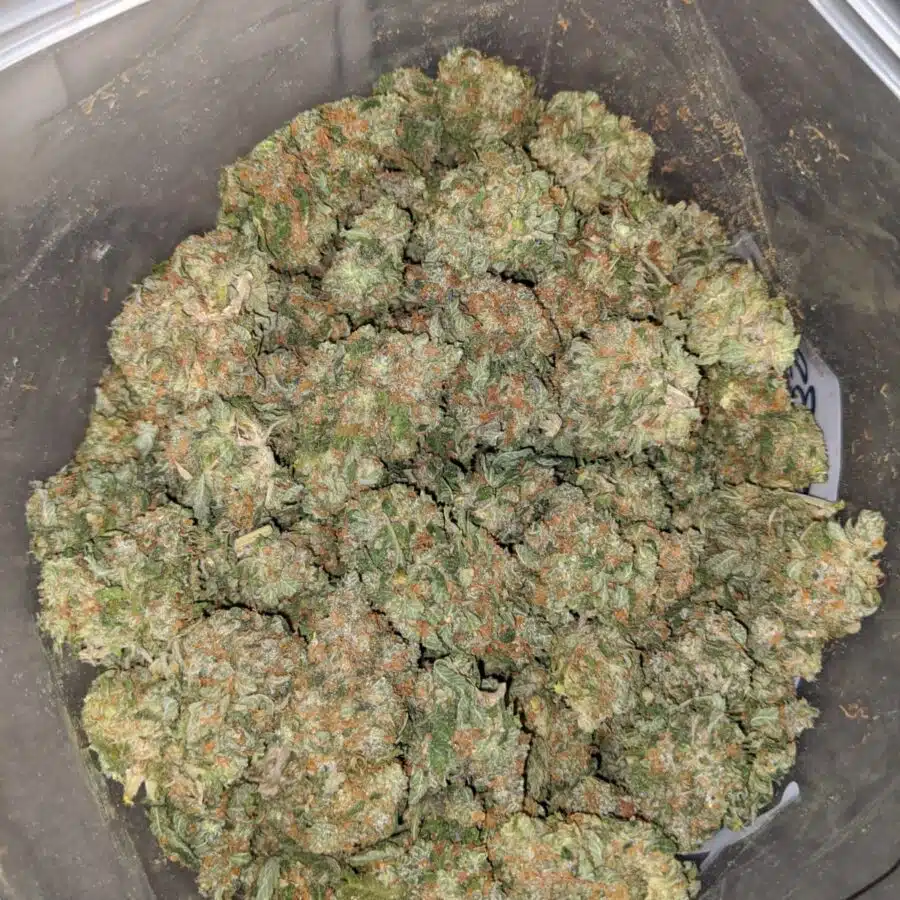 kosher kush 4 I Kosher Kush