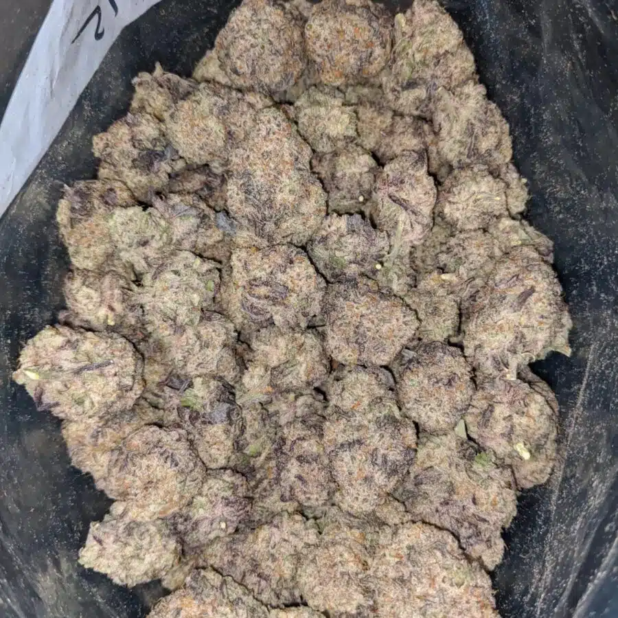 monster cookies 4 I Monster Cookies