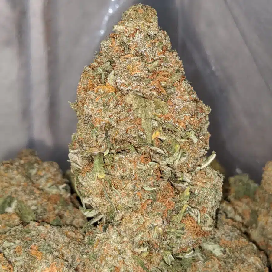 orange diesel 2 I Orange Diesel