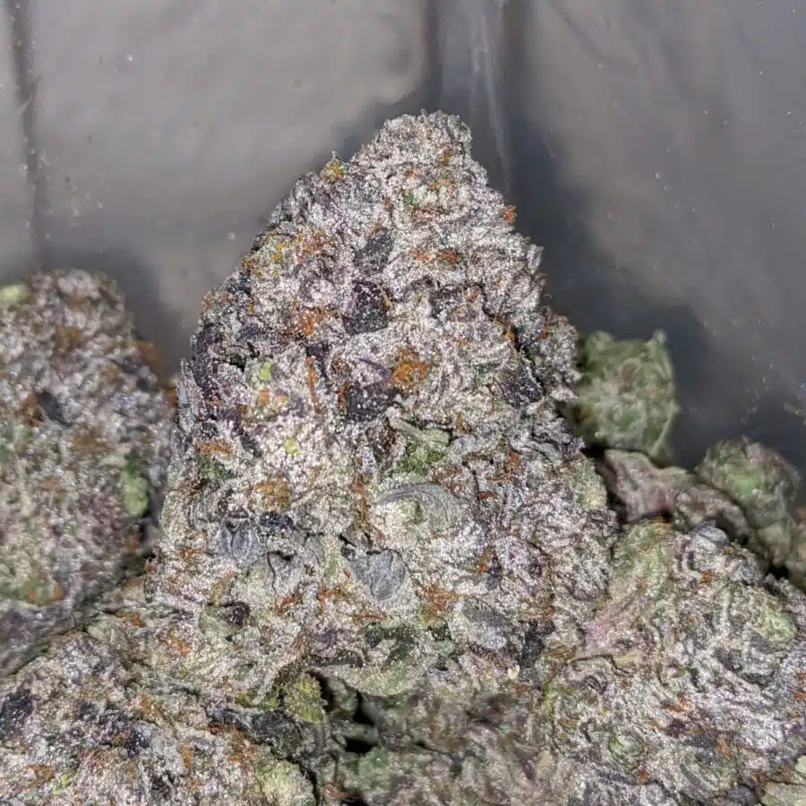 purple rockstar aaaa 1 I Purple Rockstar AAAA+