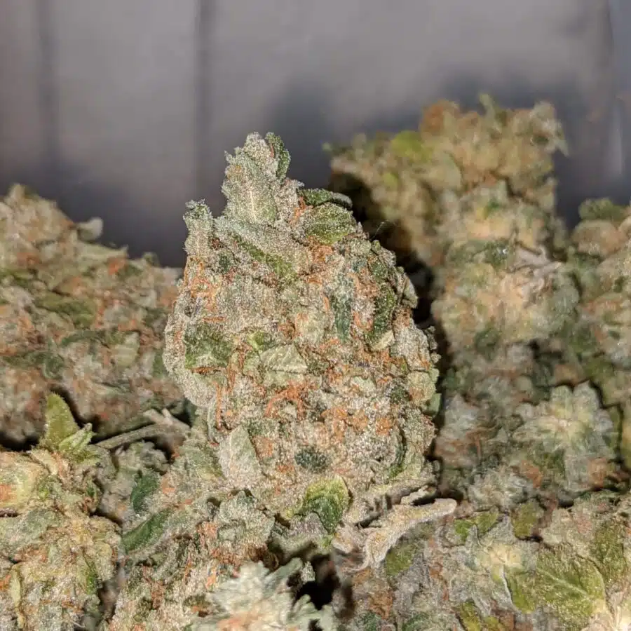sour diesel dod 1 I Sour Diesel - *Deal Of The Day*