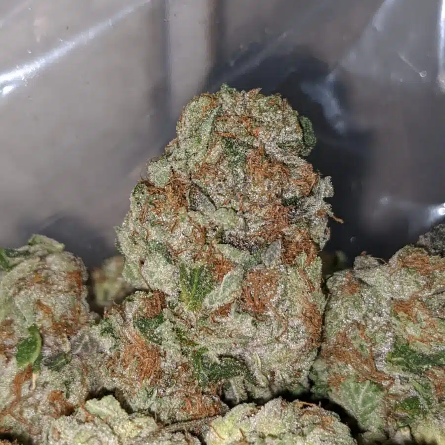 tp 3 1 I Emma's Pink Bubba