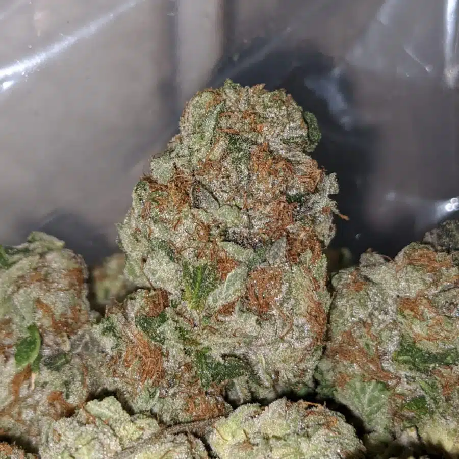 tp 4 1 I Emma's Pink Bubba