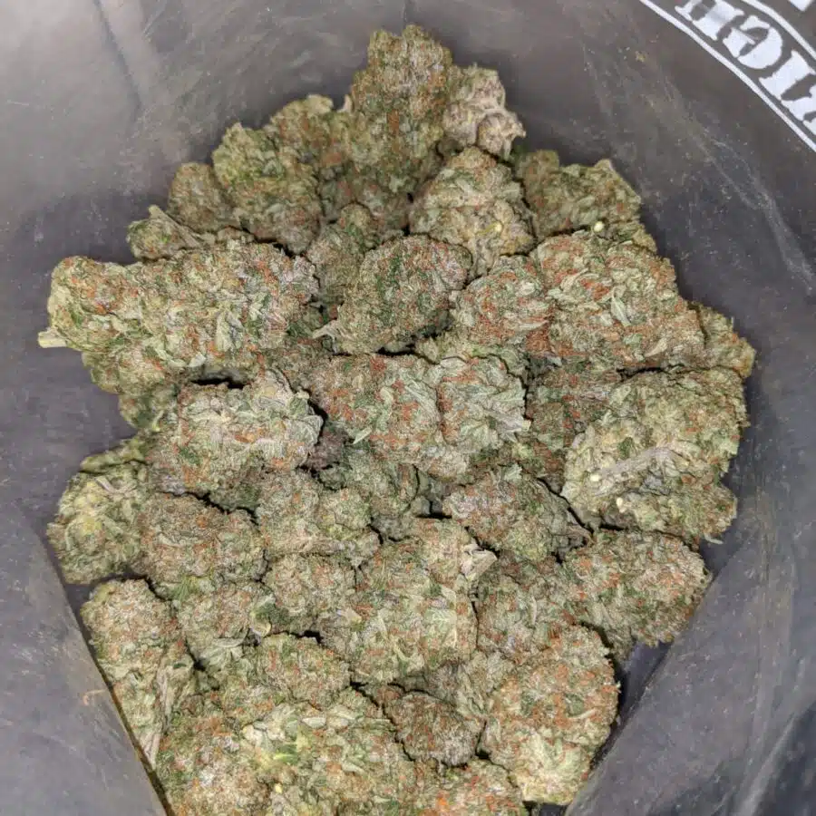 twk 3 I Select White Kush