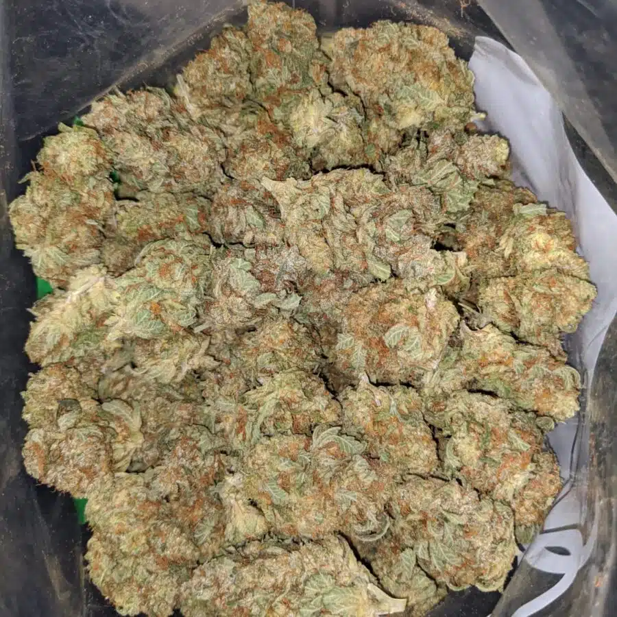 violator kush 1 I Violator Kush