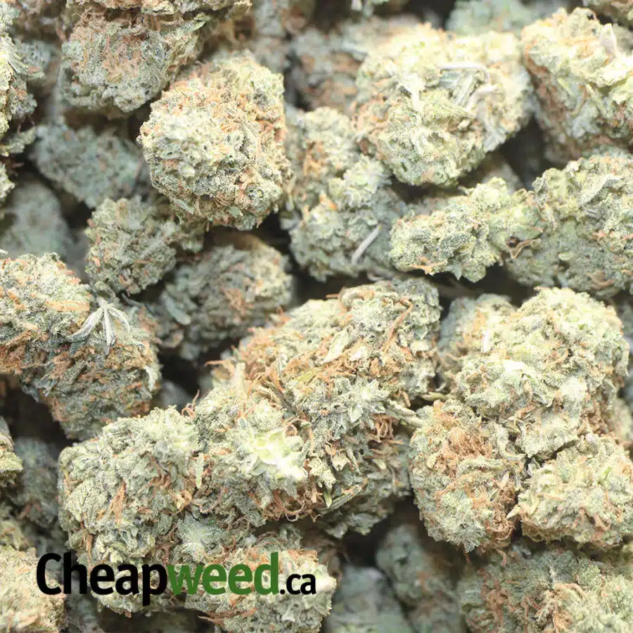 49 SCOUT MASTER COOKIES 1 I $49 Oz - Scout Master Cookies