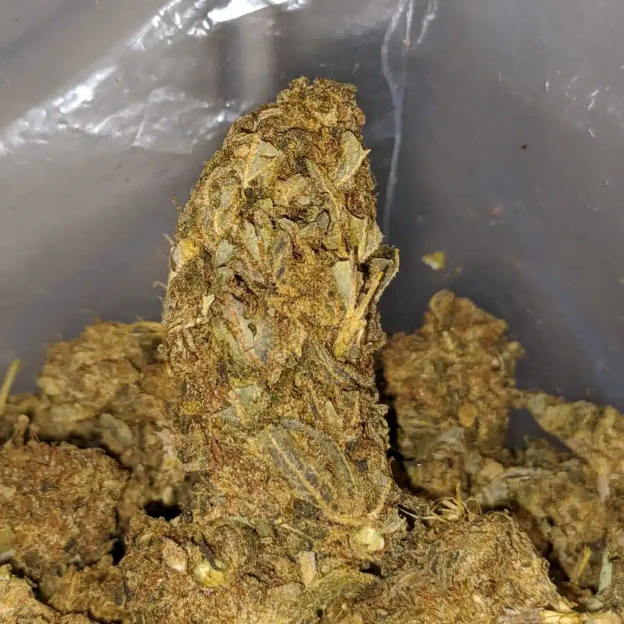 AA Black OG 1 I Gorilla Bubba