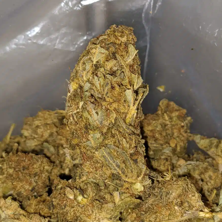 AA Black OG 2 I Gorilla Bubba