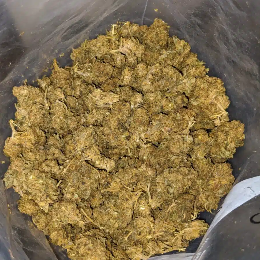 AA Black OG 3 I Gorilla Bubba