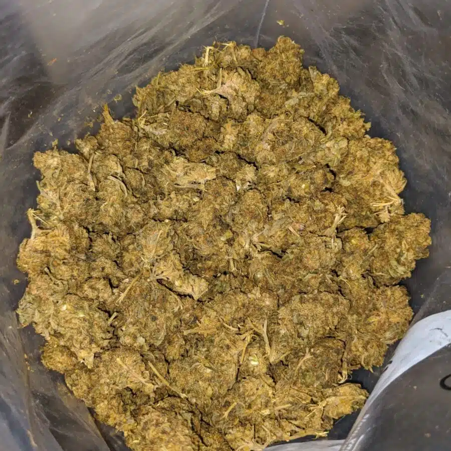 AA Black OG 4 I Gorilla Bubba