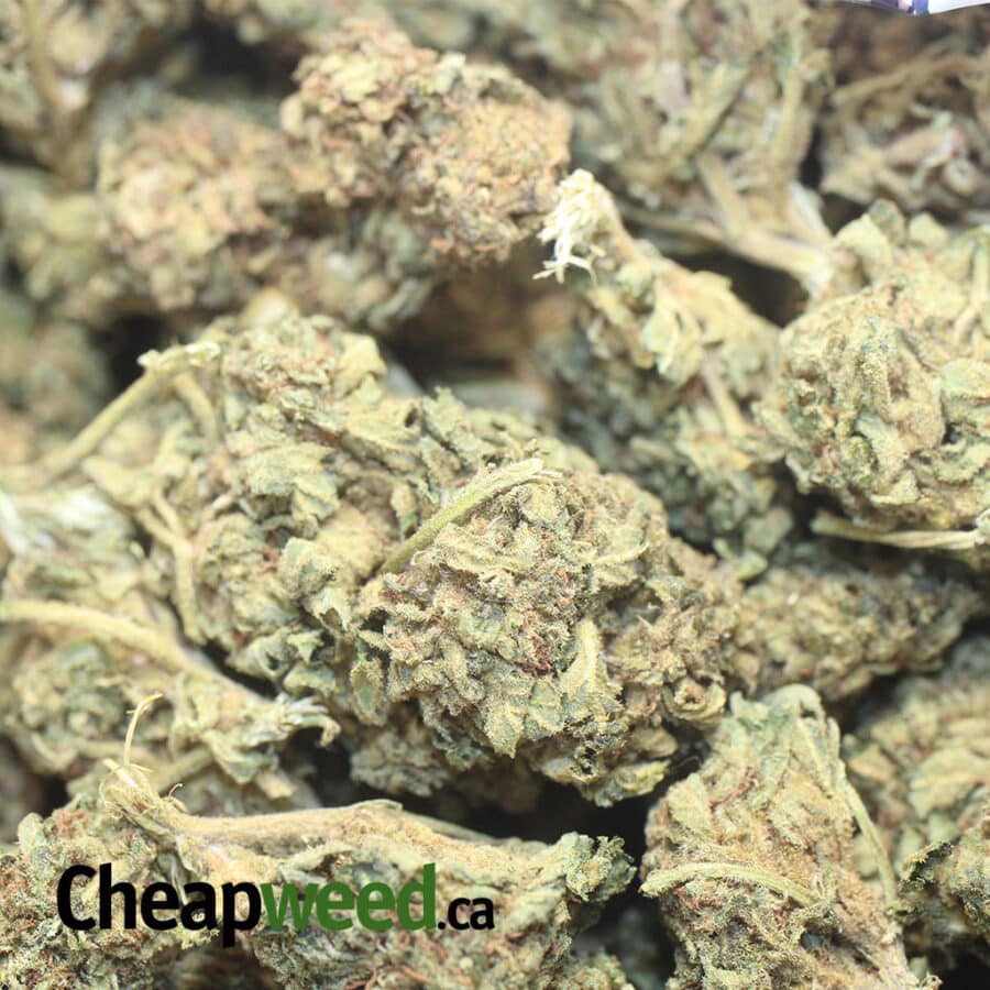 AA GREEN POISON 1 I AA+ Green Poison #2