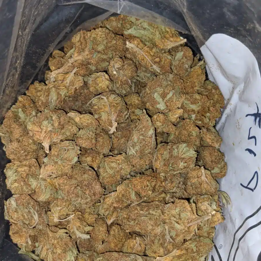 AA OG SKUNK 2 I AA+ OG Skunk