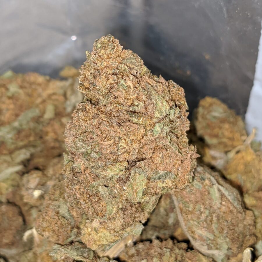 AA OG SKUNK 4 I AA+ OG Skunk