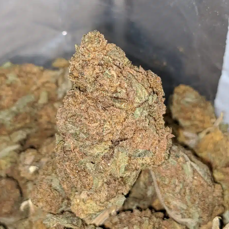 AA OG SKUNK 4 I AA+ OG Skunk