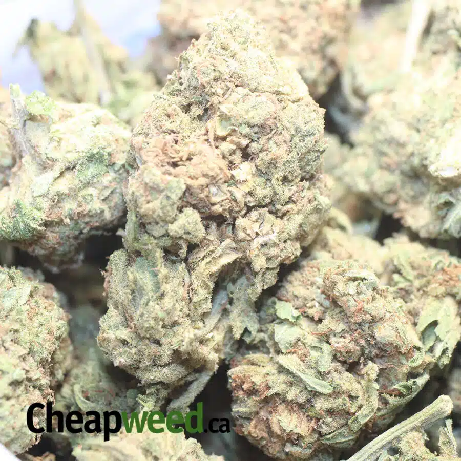 AA PURPLE CREAM 1 I AA+ Purple Cream
