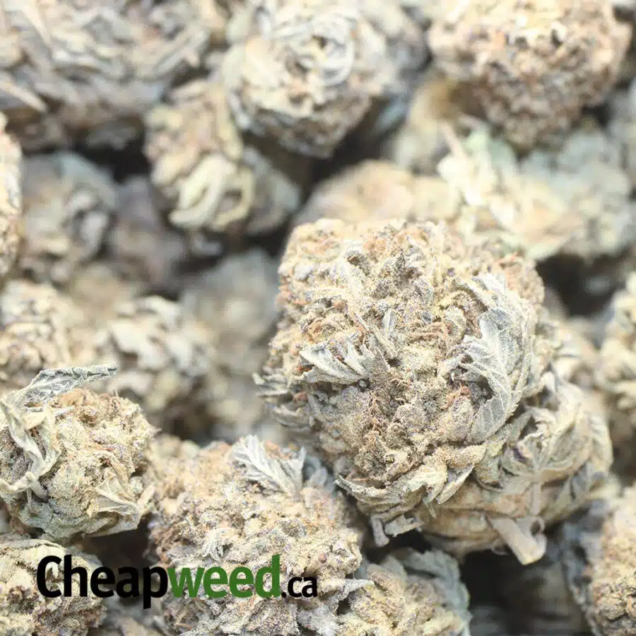 AA PURPLE SHIT XD 1 I AA+ Purple Shit XD