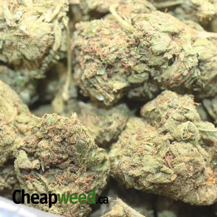 AA VENOM OG 1 I Great White Shark - Deal of the Day