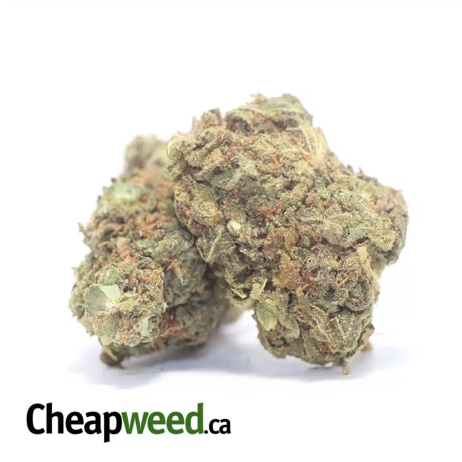 Alternative view of Great White Shark - Deal of the Day
