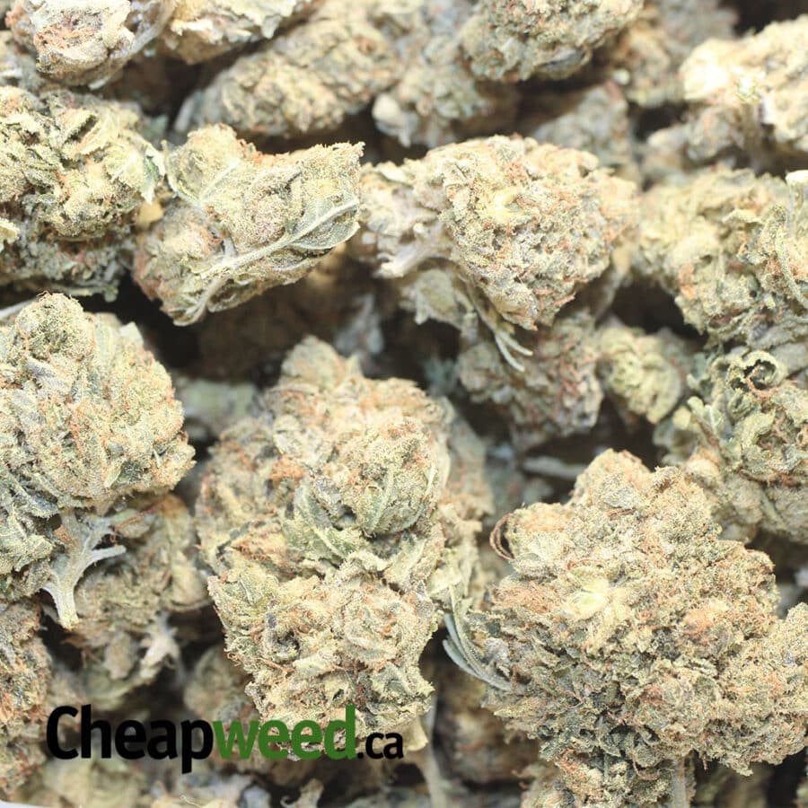 AA WHITE BUBBA 3 I AA+ White Bubba