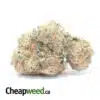 Cannalope Melon