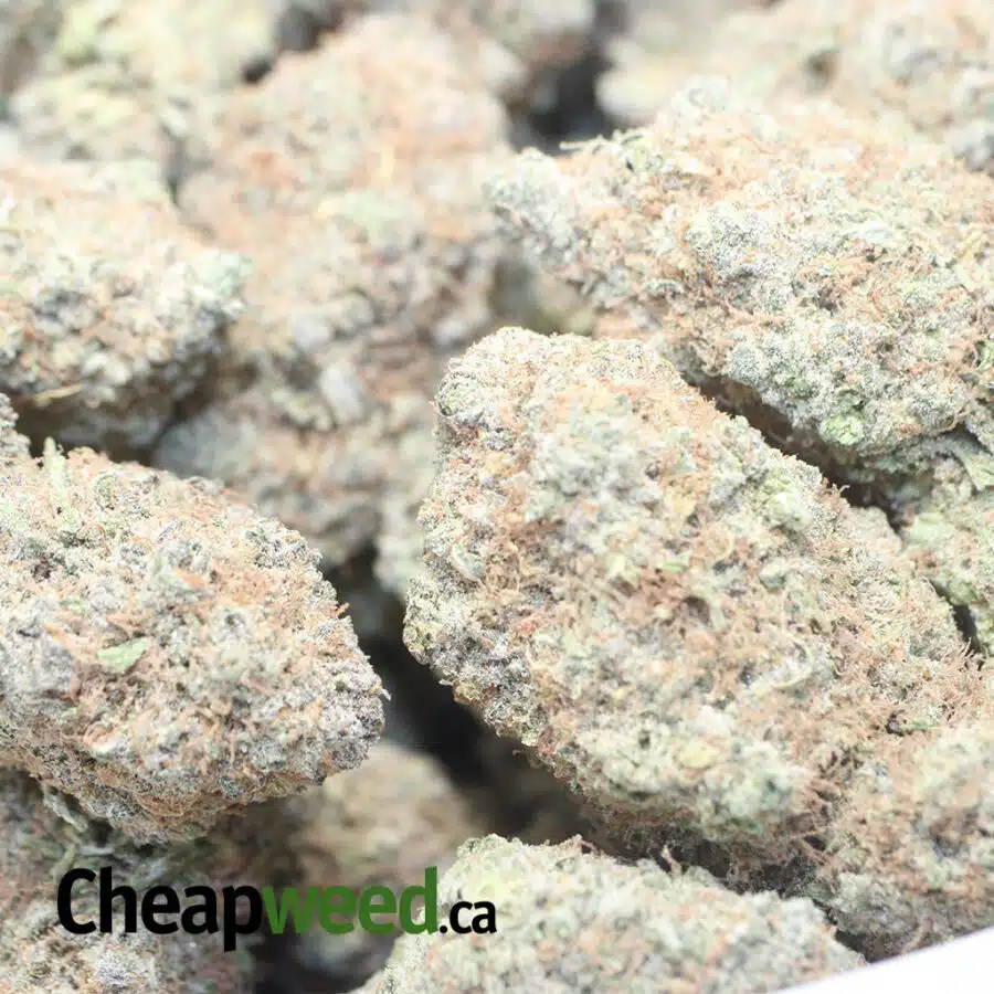 CHOCOLATE KUSH 1 I Chocolate Kush AAA