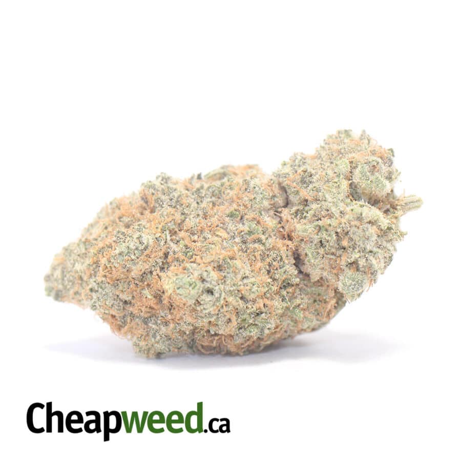 Chocolate Kush AAA